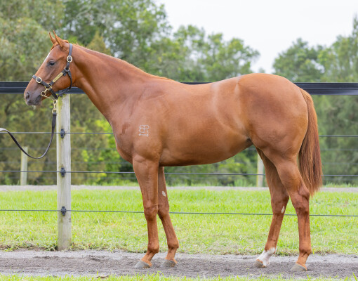 Lot 452: Farnan / More Valour