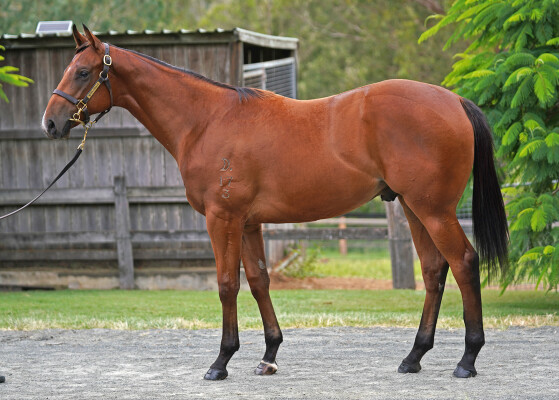 Lot 581: Spirit of Boom / Repeats