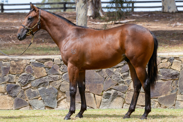 Lot 28: Brutal (NZ) / Annapurna