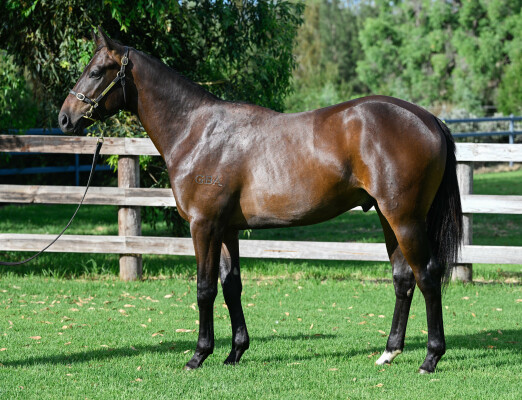 Lot 233: Wild Ruler / Force of Will (NZ)