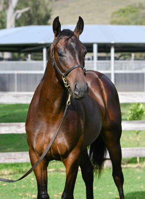 Lot 233: Wild Ruler / Force of Will (NZ)
