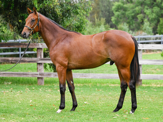Lot 363: Dundeel (NZ) / Lago Joy