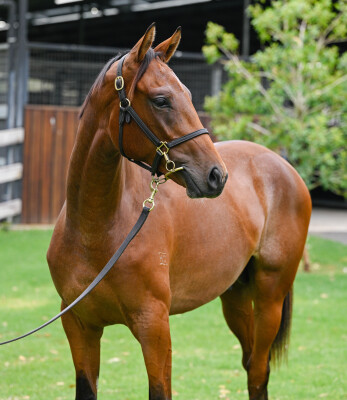Lot 363: Dundeel (NZ) / Lago Joy
