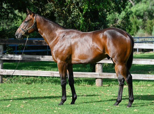 Lot 405: Wild Ruler / Maldicion