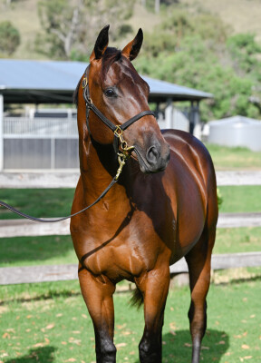 Lot 405: Wild Ruler / Maldicion