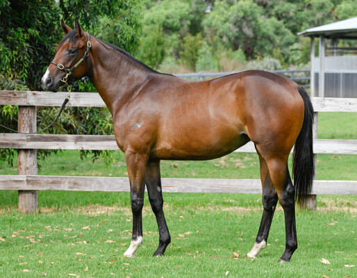 Lot 459: Stay Inside / Mrs Orb (USA)