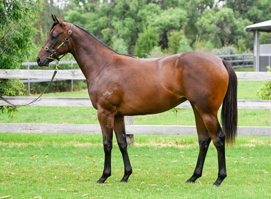Lot 488: Exceedance / Ocean Nymph (NZ)