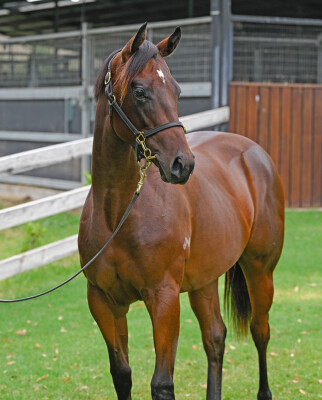 Lot 488: Exceedance / Ocean Nymph (NZ)