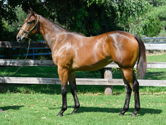 Lot 504: Tassort / Our Whirled