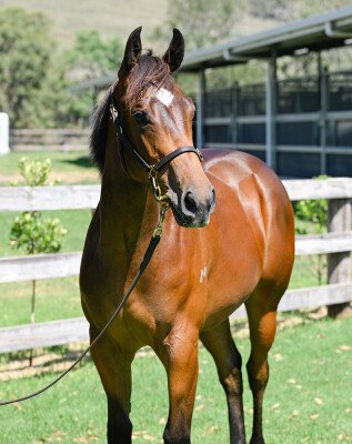 Lot 504: Tassort / Our Whirled