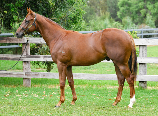 Lot 568: Profiteer / Raziel (NZ)