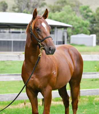 Lot 568: Profiteer / Raziel (NZ)
