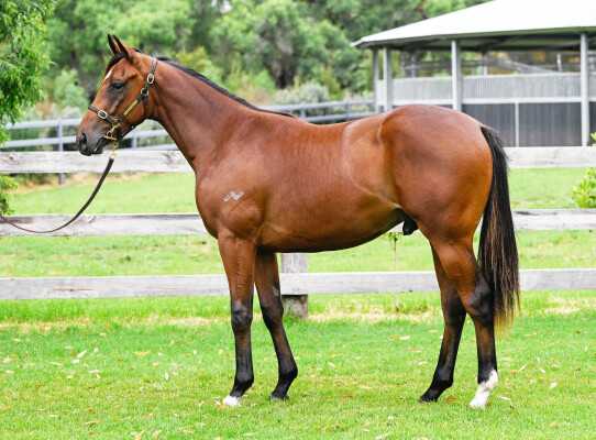 Lot 570: Admire Mars (JPN) / Readings