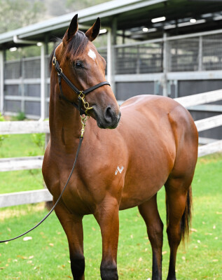 Lot 570: Admire Mars (JPN) / Readings