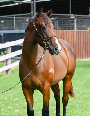 Lot 588: Stay Inside / Rockolicious