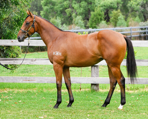 Lot 702: Graff / Sweet Anna