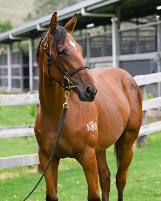 Lot 702: Graff / Sweet Anna