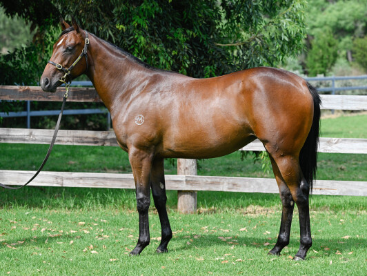 Lot 712: Extreme Warrior / Tennessee (NZ)