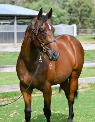 Lot 712: Extreme Warrior / Tennessee (NZ)