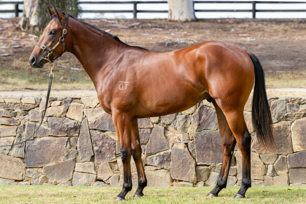 Lot 195: St Mark's Basilica (FR) / Erin (IRE)