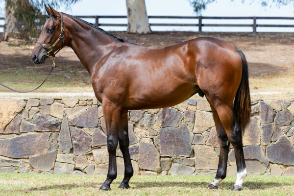 Lot 362: Home Affairs / Lady Young