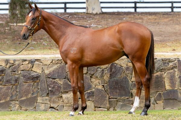 Lot 657: Hellbent / Snow Secret (NZ)