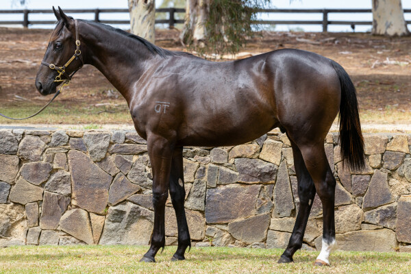 Lot 663: Bivouac / Soleil Brulant