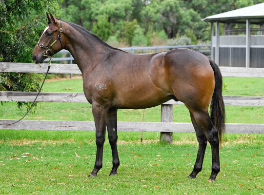 Lot 763: Per Incanto (USA) / Vionetta