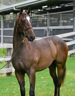 Lot 763: Per Incanto (USA) / Vionetta