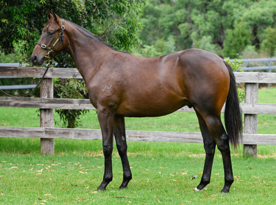 Lot 772: Spirit of Boom / Well Branded