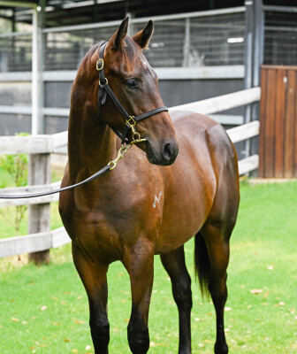 Lot 772: Spirit of Boom / Well Branded