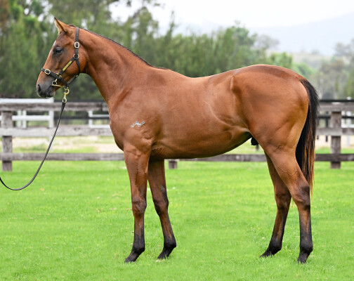 Lot 786: Acrobat / Without Exception