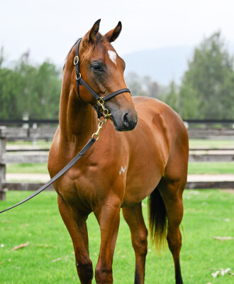 Lot 786: Acrobat / Without Exception