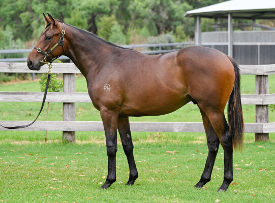 Lot 713: Proisir / Tennessee Girl (NZ)