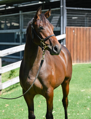 Lot 713: Proisir / Tennessee Girl (NZ)