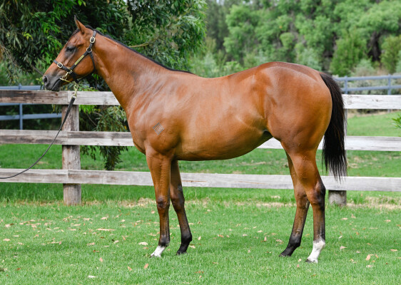 Lot 2: Home Affairs / Aaralyn