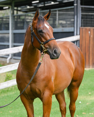 Lot 2: Home Affairs / Aaralyn