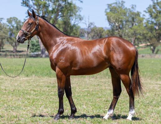 Lot 310: King's Legacy / Icedginger