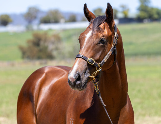 Lot 310: King's Legacy / Icedginger