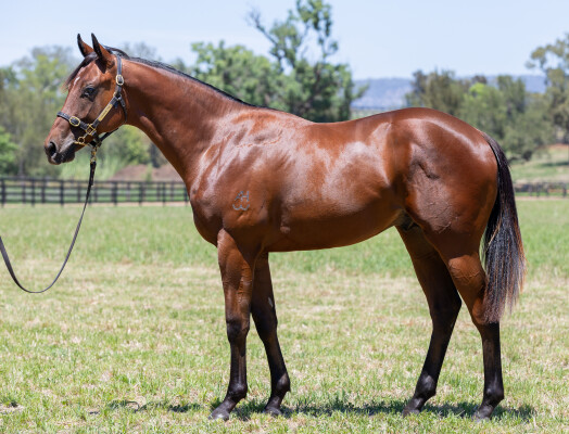 Lot 416: Standout / Merrygoen
