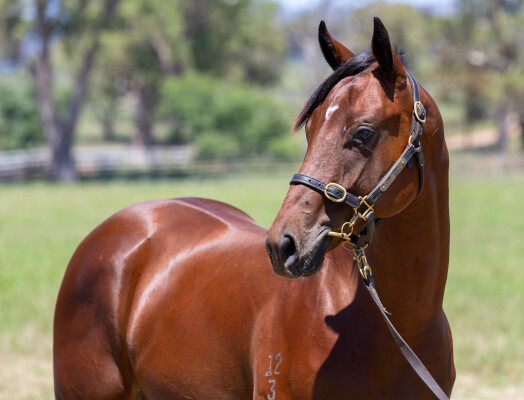 Lot 416: Standout / Merrygoen