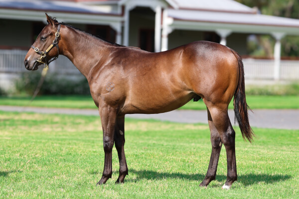 Lot 224: Zousain / Fish Dive (NZ)