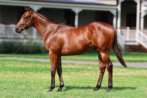 Lot 487: Ilovethiscity / O'Reilly's Charm (NZ)