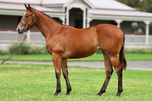 Lot 502: Bivouac / Our Sweet Sydni (USA)