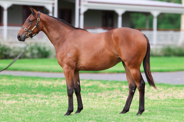 Lot 561: Acrobat / R H Danceing Queen (USA)