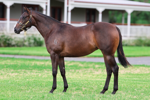 Lot 753: Maurice (JPN) / Vapid