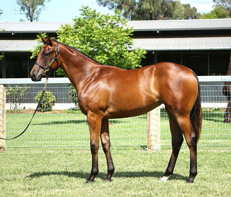 Lot 215: Zousain / Fern