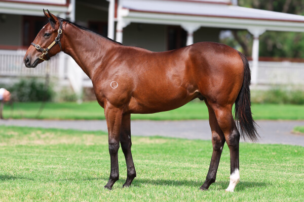 Lot 783: Lucky Vega (IRE) / Wishing Well (NZ)
