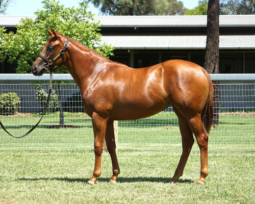 Lot 219: Pride of Dubai / Filters