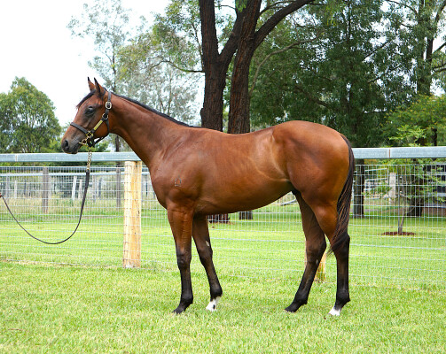 Lot 345: Star Turn / Just Meille